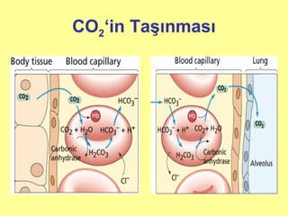 CO2‘in Taşınması
 