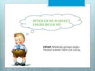 BİTKİLER DE HAREKET
EDEBİLİRLER Mİ?
CEVAP: Bitkilerde güneşe doğru
hareket ederler fakat çok yavaş.
 