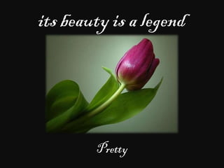 its beauty is a legend
Pretty
 