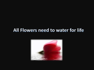 flora 