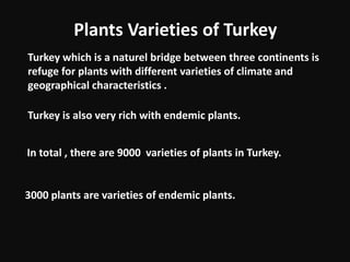 Plants Varieties of Turkey
In total , there are 9000 varieties of plants in Turkey.
Turkey which is a naturel bridge between three continents is
refuge for plants with different varieties of climate and
geographical characteristics .
Turkey is also very rich with endemic plants.
3000 plants are varieties of endemic plants.
 