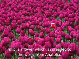 Tulip is aflower which is spreaded to
the world from Anatolia.
 