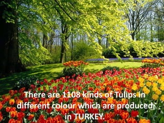 There are 1108 kinds of Tulips in
different colour which are produced
in TURKEY.
 