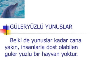 GÜLERYÜZLÜ YUNUSLAR      Belki de yunuslar kadar cana yakın, insanlarla dost olabilen güler yüzlü bir hayvan yoktur. 