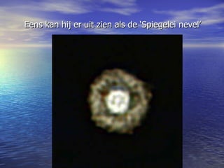 Eens kan hij er uit zien als de ‘Spiegelei nevel’ 
