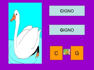 CIGNO
GIGNO
C G
 