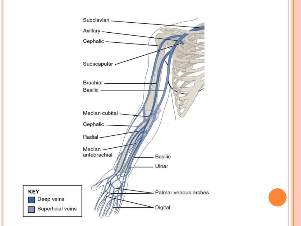 venous & lymphatic drainage of upper limb