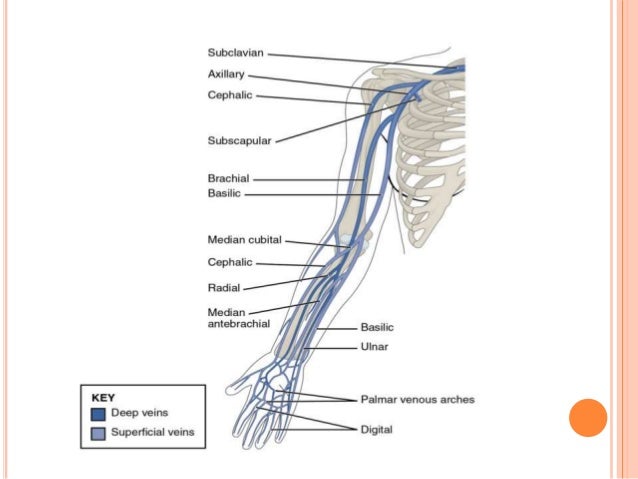 venous & lymphatic drainage of upper limb