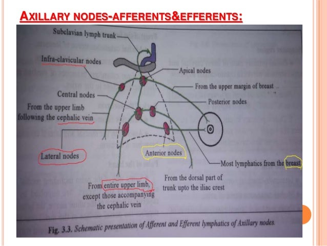 venous & lymphatic drainage of upper limb