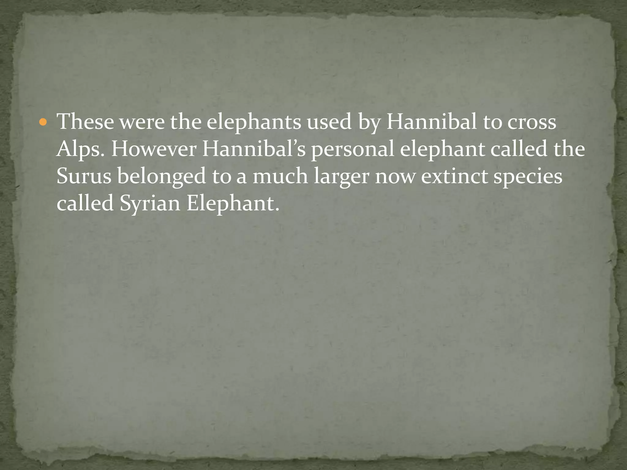  These were the elephants used by Hannibal to cross
 Alps. However Hannibal’s personal elephant called the
 Surus belonged to a much larger now extinct species
 called Syrian Elephant.
 