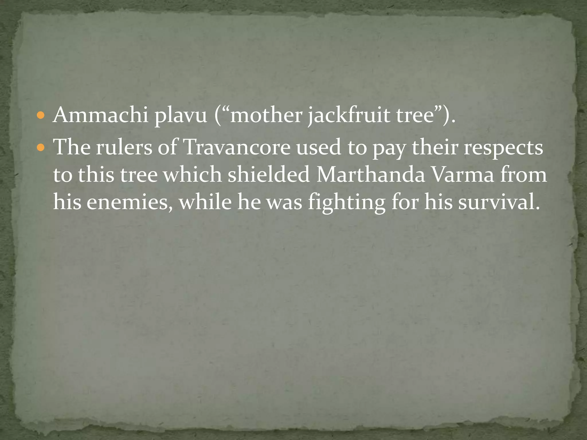  Ammachi plavu (“mother jackfruit tree”).
 The rulers of Travancore used to pay their respects
 to this tree which shielded Marthanda Varma from
 his enemies, while he was fighting for his survival.
 