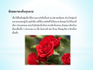 เป็นไม้ยืนต้นพุ่มเล็ก ที่มีความยาวลาต้นตั้งแต่ 30-200 เซนติเมตร ส่วนใหญ่จะมี
หนามแหลมอยู่บริเวณลาต้น แต่ก็มีบางชนิดที่ไม่มีหนาม ลักษณะใบโค้งมนสี
เขียว ปลายแหลม ขอบใบมีหยักเล็กน้อย ดอกมีกลิ่นหอม ลักษณะกลีบเรียง
ซ้อนเป็นชั้น ๆ ประมาณ 4-6 ชั้น มีหลายสี เช่น สีแดง สีชมพู สีขาว สีเหลือง
เป็นต้น
ลักษณะของต้นกุหลาบ
 