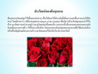 ต้นกุหลาบนิยมปลูกไว้เพื่อตกแต่งสวน เป็นไม้ดอกไม้ประดับที่เพิ่มความสดชื่นสวยงามให้กับ
สวน โดยมีฉายาว่า ราชินีแห่งอุทยาน (Queen of the Garden) เชื่อกันว่าบ้านใดปลูกกุหลาบไว้ใน
บ้าน จะเกิดความสง่าภาคภูมิ และดูโดดเด่นเมื่อพบเห็น นอกจากนี้กลิ่นหอมของดอกกุหลาบยัง
ช่วยเพิ่มบรรยากาศดี ๆ ให้กับสวนอีกด้วย โดยหลายคนนิยมปลูกดอกกุหลาบเพื่อใช้ตกแต่งบ้าน
หรือเป็นสัญลักษณ์ของความรัก และนิยมมอบให้แก่กันในวันวาเลนไทน์
ประโยชน์ของต้นกุหลาบ
 