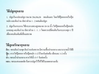 วิธีดูแลรักษากุหลาบ
ดิน : ชอบดินร่วนซุย ดินร่วนปนทราย มีความชื้นปานกลาง และระบายน้าได้ดี
ปุ
๋ ย : ควรใส่ปุ๋ ยคอก หรือปุ๋ ยหมัก 1-2 กิโลกรัมต่อต้น เดือนละ 1-2 ครั้ง
น้า : ชอบน้าปานกลาง ควรให้น้า 5-7 วันต่อครั้ง
แสง : ชอบแสงแดดจัด จึงควรปลูกไว้ให้ได้รับแดดกลางแจ้ง
วิธีปลูกกุหลาบ
1. ปลูกในแปลงปลูก ขนาด 30x30x30 เซนติเมตร โดยใช้ปุ๋ ยคอกหรือปุ๋ ย
หมัก และดินร่วน อัตราส่วน 1 : 2 ผสมดินปลูก
2. ปลูกในกระถาง ใช้กระถางทรงสูงขนาด 10-16 นิ้ว ใส่ปุ๋ ยคอกหรือปุ๋ ยหมัก
แกลบผุ และดินร่วน อัตราส่วน 1 : 1 : 1 โดยควรเปลี่ยนดินในกระถางทุก 1 ปี
เพื่อแทนดินเดิมที่เสื่อมสภาพ
 