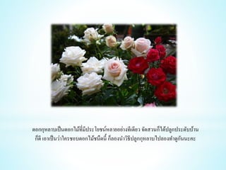 ดอกกุหลาบเป็นดอกไม้ที่มีประโยชน์หลายอย่างทีเดียว จัดสวนก็ได้ปลูกประดับบ้าน
ก็ดี เอาเป็นว่าใครชอบดอกไม้ชนืดนี้ ก็ลองนาวิธีปลูกกุหลาบไปลองทาดูกันนะคะ
 