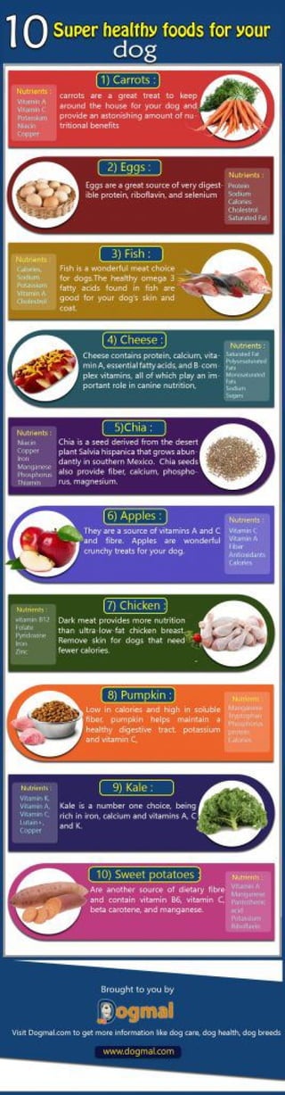 10 Super Healthy Foods for Your Dog