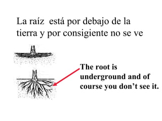 La raíz está por debajo de la
tierra y por consigiente no se ve
The root is
underground and of
course you don’t see it.
 