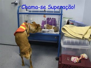 Chama-se Superação! 