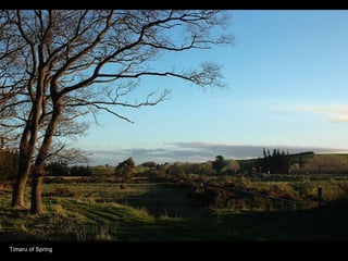 Timaru of Spring 
