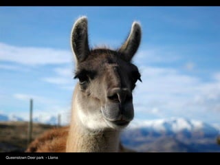 Queenstown Deer park  - Llama 