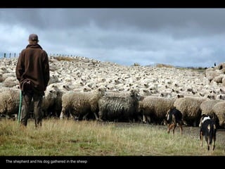 The shepherd and his dog gathered in the sheep 