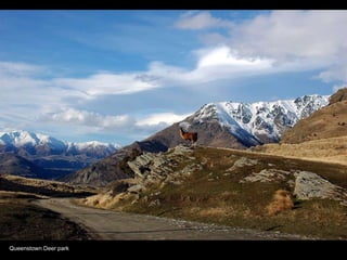 Queenstown Deer park 
