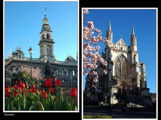 Dunedin 