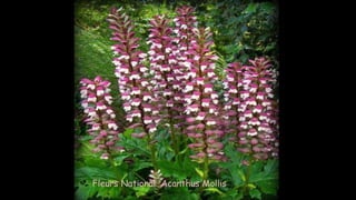 Fleurs National Acanthus Mollis
 