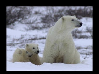 Les petits font leur première sortie en mars alors qu'ils sont gros comme un chat. Ici ils ont quelques mois. 