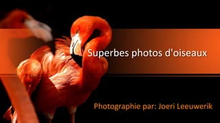 Superbes photos d'oiseaux
Photographie par: Joeri Leeuwerik
 