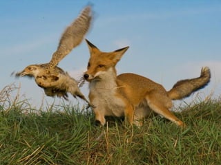 Superb pictures