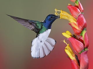 Superb pictures