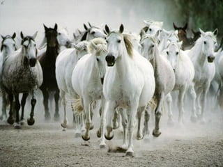 Superb pictures