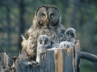 Superb pictures