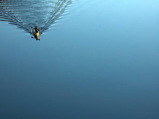 Superb pictures
