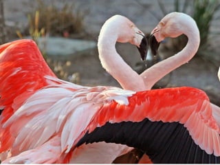 Superb pictures