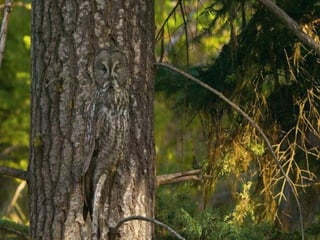 Superb pictures