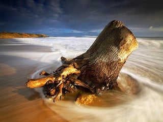 Superb pictures