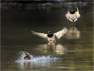 Superb pictures