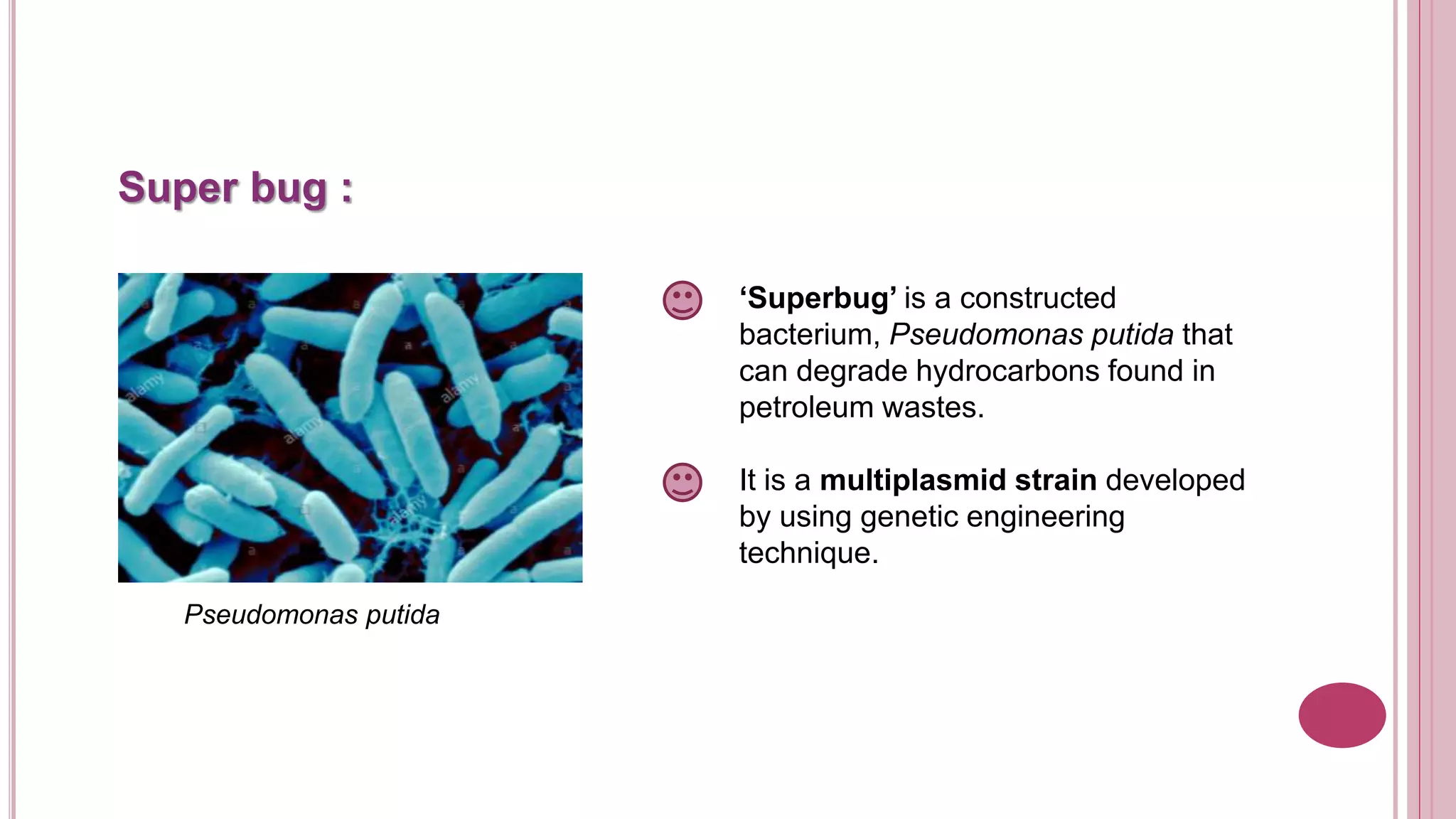 Super bug :
‘Superbug’ is a constructed
bacterium, Pseudomonas putida that
can degrade hydrocarbons found in
petroleum wastes.
It is a multiplasmid strain developed
by using genetic engineering
technique.
Pseudomonas putida
 