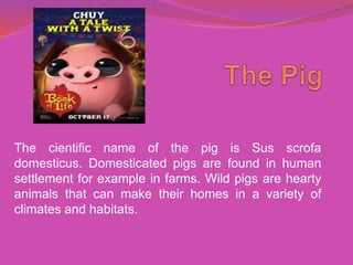 The cientific name of the pig is Sus scrofa
domesticus. Domesticated pigs are found in human
settlement for example in farms. Wild pigs are hearty
animals that can make their homes in a variety of
climates and habitats.
 