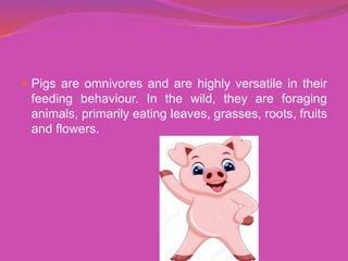  Pigs are omnivores and are highly versatile in their
feeding behaviour. In the wild, they are foraging
animals, primarily eating leaves, grasses, roots, fruits
and flowers.
 