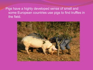 Pigs have a highly developed sense of smell and
some European countries use pigs to find truffles in
the field.
 