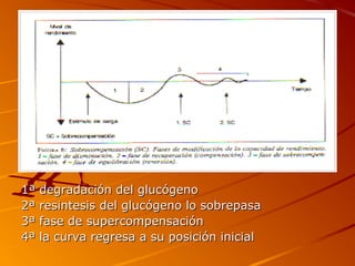 1ª degradación del glucógeno1ª degradación del glucógeno
2ª resintesis del glucógeno lo sobrepasa2ª resintesis del glucógeno lo sobrepasa
3ª fase de supercompensación3ª fase de supercompensación
4ª la curva regresa a su posición inicial4ª la curva regresa a su posición inicial
 