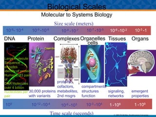 Biological Scales
Molecular to Systems Biology
DNA
Large molecule
Sequence
encodes
identity of protein
Humans: 23 pairs
of
DNA molecules
over 4 billion
nucleotides per
pair
Protein
109 10-12 -10-4
Complexes
30,000 proteins
with variants
proteins,
cofactors,
metabolites,
2nd msgrs
10-6 -103
Organelles,
cells
10-3 -104
Tissues
1 -108
Organs
1 -109
10-9- 10-4 10-9 -10-8
10-8 -10-7 10-7 -10-5
10-6 -10-2 10-3 -1
Size scale (meters)
Time scale (seconds)
compartments
structures
function
signaling,
networks
emergent
properties
© 2004 WAKibbe, Northwestern University
 