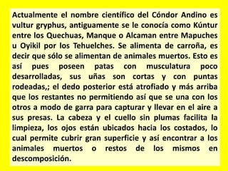Actualmente el nombre científico del Cóndor Andino es
vultur gryphus, antiguamente se le conocía como Kúntur
entre los Quechuas, Manque o Alcaman entre Mapuches
u Oyikil por los Tehuelches. Se alimenta de carroña, es
decir que sólo se alimentan de animales muertos. Esto es
así pues poseen patas con musculatura poco
desarrolladas, sus uñas son cortas y con puntas
rodeadas,; el dedo posterior está atrofiado y más arriba
que los restantes no permitiendo así que se una con los
otros a modo de garra para capturar y llevar en el aire a
sus presas. La cabeza y el cuello sin plumas facilita la
limpieza, los ojos están ubicados hacia los costados, lo
cual permite cubrir gran superficie y así encontrar a los
animales muertos o restos de los mismos en
descomposición.
 
