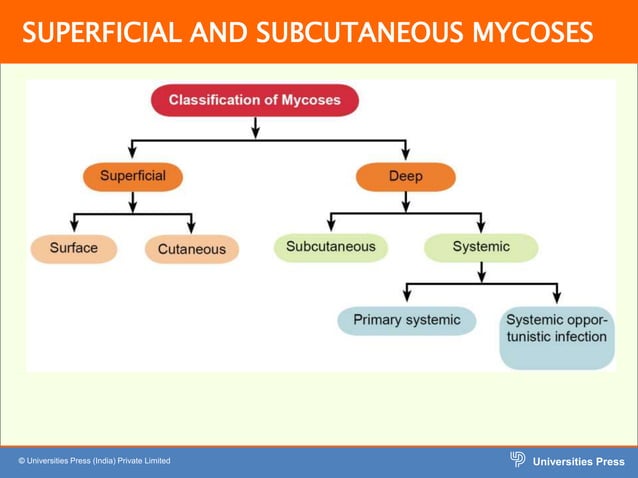 Superfical and Subcut fungal inf.pptx