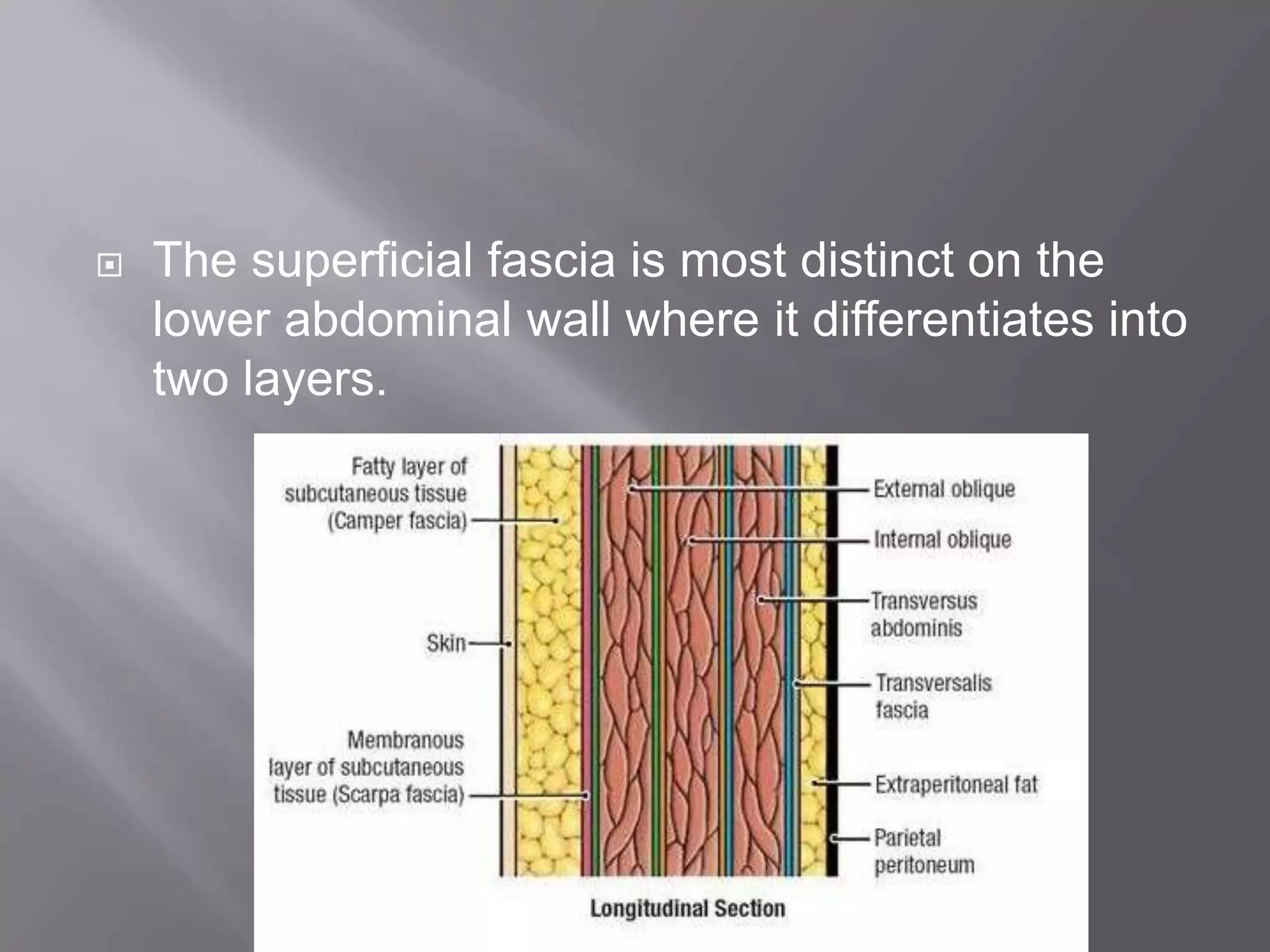  The superficial fascia is most distinct on the
lower abdominal wall where it differentiates into
two layers.
 