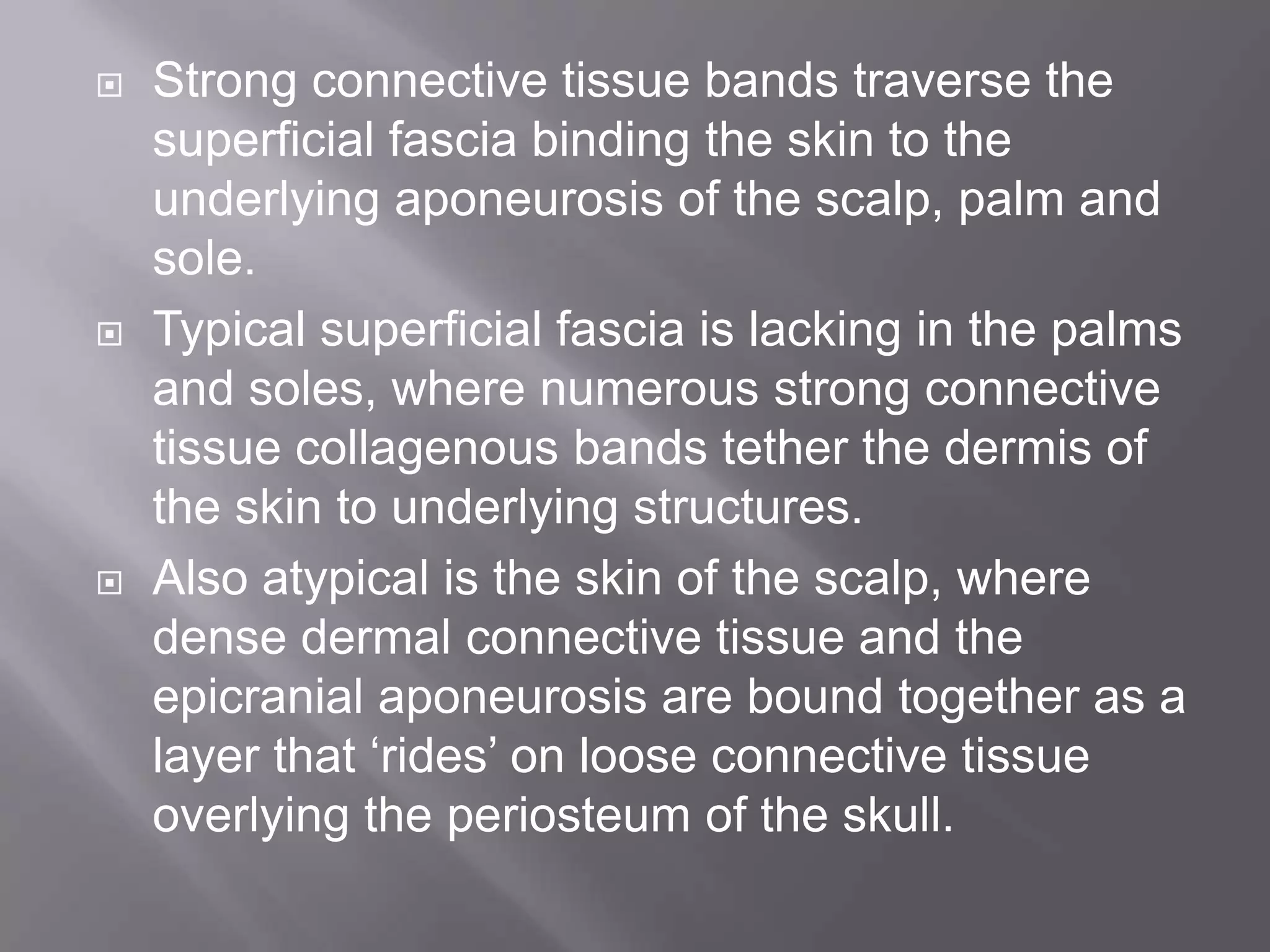  Strong connective tissue bands traverse the
superficial fascia binding the skin to the
underlying aponeurosis of the scalp, palm and
sole.
 Typical superficial fascia is lacking in the palms
and soles, where numerous strong connective
tissue collagenous bands tether the dermis of
the skin to underlying structures.
 Also atypical is the skin of the scalp, where
dense dermal connective tissue and the
epicranial aponeurosis are bound together as a
layer that ‘rides’ on loose connective tissue
overlying the periosteum of the skull.
 