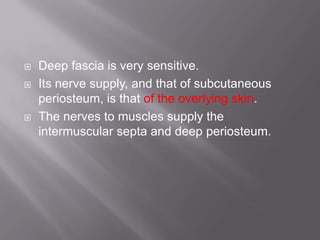  Deep fascia is very sensitive.
 Its nerve supply, and that of subcutaneous
periosteum, is that of the overlying skin.
 The nerves to muscles supply the
intermuscular septa and deep periosteum.
 